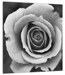 Obraz růže (30x30 cm)