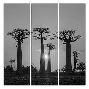 Obraz na plátně - Baobaby při západu slunce - čtverec. 305ČB (75x75 cm)
