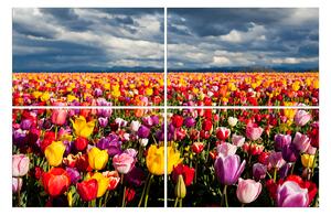 Obraz na plátně - Pole tulipánu 104D (150x100 cm)