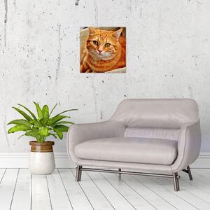 Obraz ležící kočky (30x30 cm)