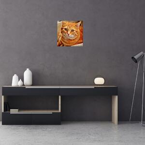 Obraz ležící kočky (30x30 cm)
