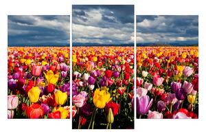 Obraz na plátně - Pole tulipánu 104C (120x80 cm)