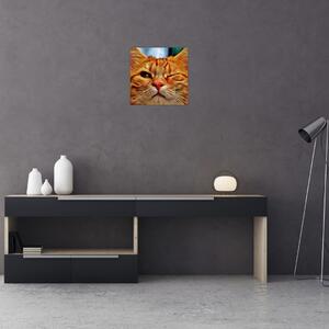 Obraz mrkající kočky (30x30 cm)