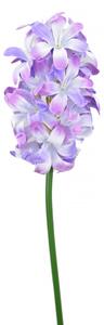Hyacint modrý 48 cm