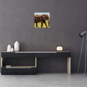 Obraz slona (30x30 cm)