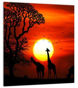 Obraz - Siluety zvířat při západu slunce (30x30 cm)