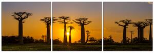 Obraz na plátně - Baobaby při západu slunce - panoráma 505B (90x30 cm)