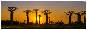 Obraz na plátně - Baobaby při západu slunce - panoráma 505A (105x35 cm)