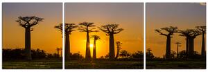 Obraz na plátně - Baobaby při západu slunce - panoráma 505C (90x30 cm)
