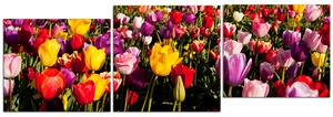 Obraz na plátně - Pole tulipánu - panoráma 504D (90x30 cm)
