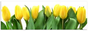 Obraz na plátně - Žluté tulipány - panoráma 503A (105x35 cm)