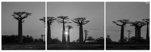 Obraz na plátně - Baobaby při západu slunce - panoráma. 505ČC (90x30 cm)
