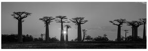 Obraz na plátně - Baobaby při západu slunce - panoráma. 505ČA (105x35 cm)