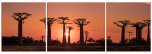 Obraz na plátně - Baobaby při západu slunce - panoráma... 505FC (90x30 cm)