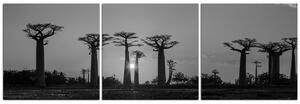 Obraz na plátně - Baobaby při západu slunce - panoráma. 505ČB (90x30 cm)