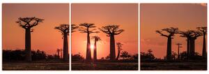Obraz na plátně - Baobaby při západu slunce - panoráma... 505FB (90x30 cm)
