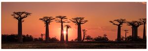 Obraz na plátně - Baobaby při západu slunce - panoráma... 505FA (105x35 cm)