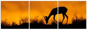 Obraz na plátně - Antilopa skákavá silueta - panoráma 5913B (150x50 cm)