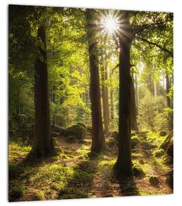 Obraz snového lesa (30x30 cm)