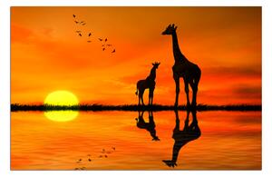 Obraz na plátně - Žirafy silueta 1919A (90x60 cm )