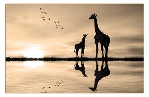 Obraz na plátně - Žirafy silueta 1919FA (100x70 cm)