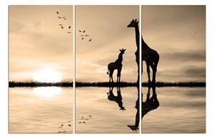 Obraz na plátně - Žirafy silueta 1919FB (150x100 cm)