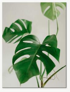Monstera v jemných tónech – Jednodílný obraz, 30 × 40 cm