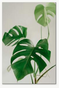 Monstera v jemných tónech – Jednodílný obraz, 40 × 60 cm