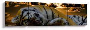 Obraz spícího tygra (170x50 cm)