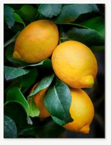 Citrony mezi zelenými listy – Jednodílný obraz, 30 × 40 cm