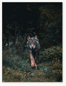 Vlk na lesní stezce – Jednodílný obraz, 30 × 40 cm