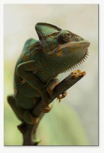 Chameleon na větvi – Jednodílný obraz, 40 × 60 cm
