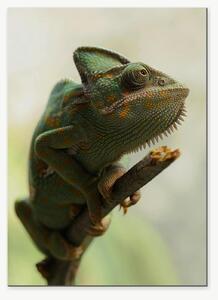 Chameleon na větvi – Jednodílný obraz, 50 × 70 cm