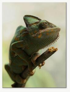 Chameleon na větvi – Jednodílný obraz, 30 × 40 cm