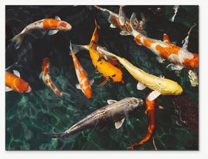 Koi kapři v temném jezírku – Jednodílný obraz, 40 × 30 cm
