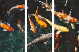 Koi kapři v temném jezírku – Třídílný obraz A, 90 × 60 cm