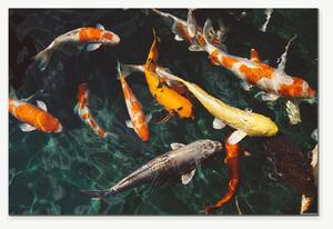 Koi kapři v temném jezírku – Jednodílný obraz, 60 × 40 cm