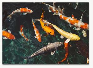 Koi kapři v temném jezírku – Jednodílný obraz, 70 × 50 cm