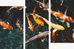 Koi kapři v temném jezírku – Třídílný obraz C, 120 × 80 cm