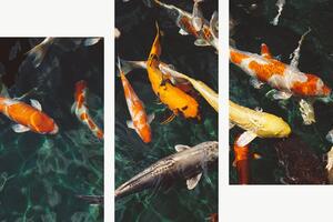Koi kapři v temném jezírku – Třídílný obraz C, 90 × 60 cm