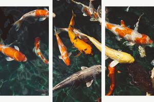 Koi kapři v temném jezírku – Třídílný obraz B, 120 × 80 cm