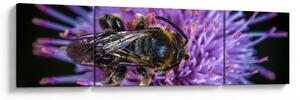 Obraz včely na květině (170x50 cm)
