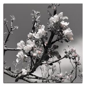 Obraz na plátně - Kvetoucí jabloň - čtverec 347ČA (50x50 cm)