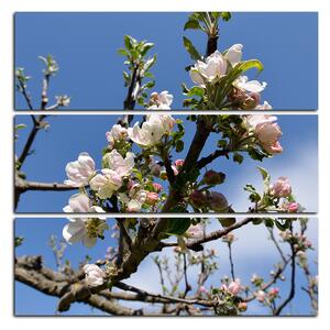 Obraz na plátně - Kvetoucí jabloň - čtverec 347C (75x75 cm)