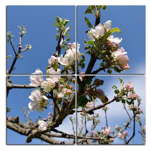 Obraz na plátně - Kvetoucí jabloň - čtverec 347D (60x60 cm)