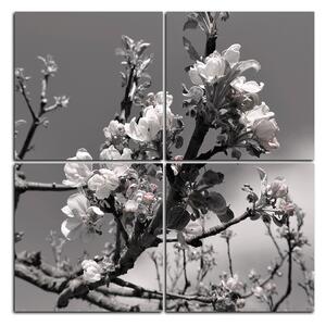Obraz na plátně - Kvetoucí jabloň - čtverec 347ČD (60x60 cm)