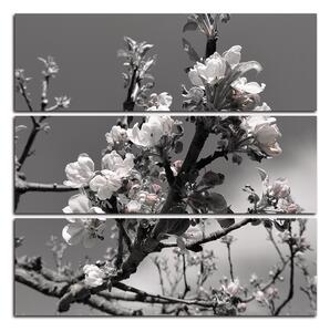 Obraz na plátně - Kvetoucí jabloň - čtverec 347ČC (75x75 cm)