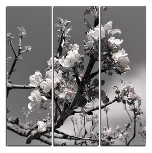 Obraz na plátně - Kvetoucí jabloň - čtverec 347ČB (105x105 cm)