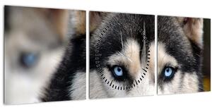 Obraz psa husky (s hodinami) (90x30 cm)