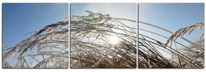 Obraz na plátně - Zimní ráno - panoráma 545B (90x30 cm)